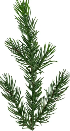 MALUNG Julgran PE 200cm Grön