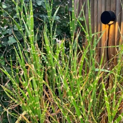 NERO Vägglampa 9cm 12V Svart IP54